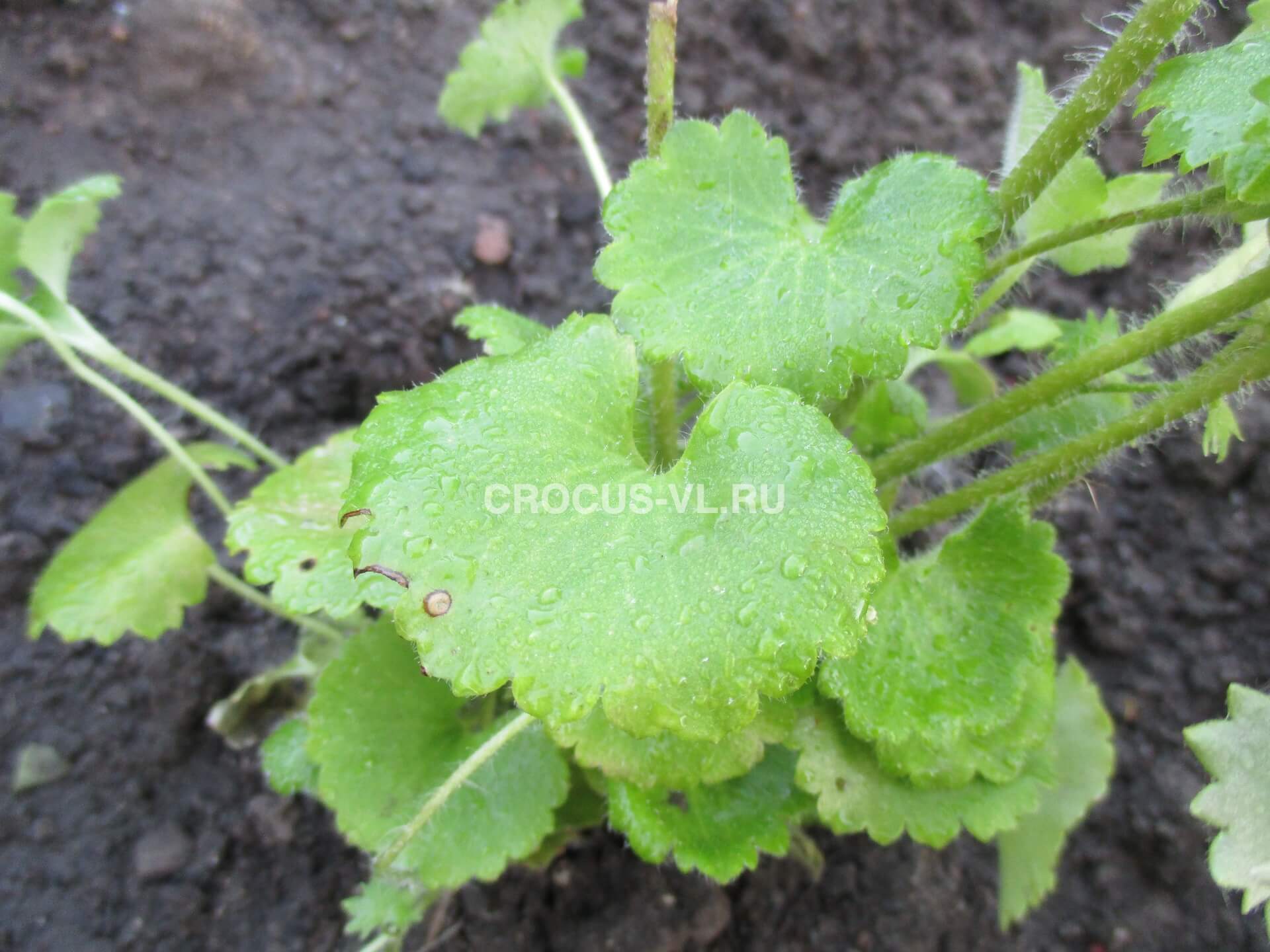 Камнеломка круглолистная Камнеломка круглолистная